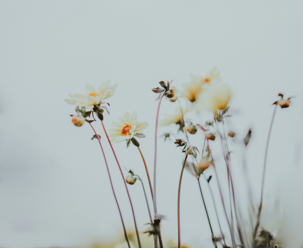 Die Wissenschaft der Entkoffeinierung: wie Moleküle den Geschmack formen