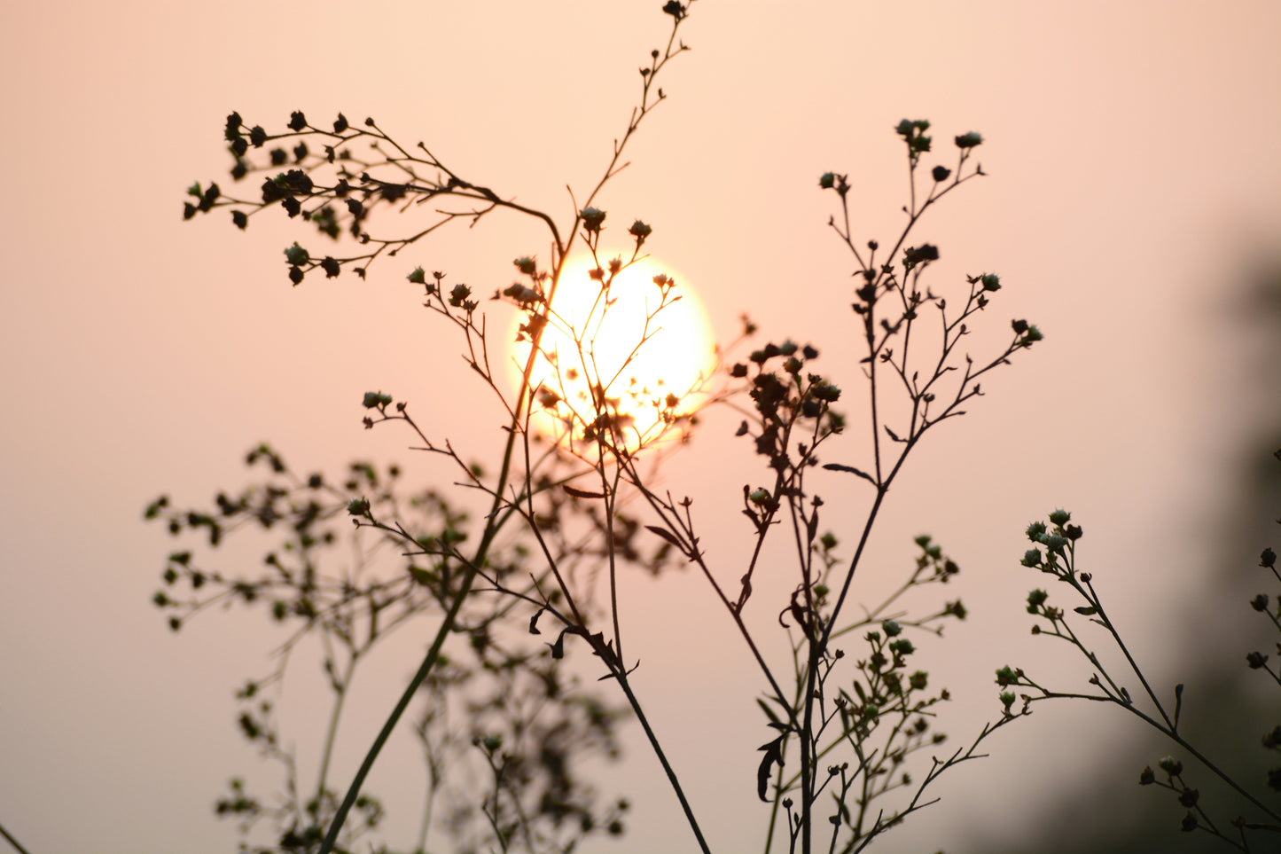 Sommersonnenwende: Der längste Tag des Jahres und wie du ihn bewusst feiern kannst